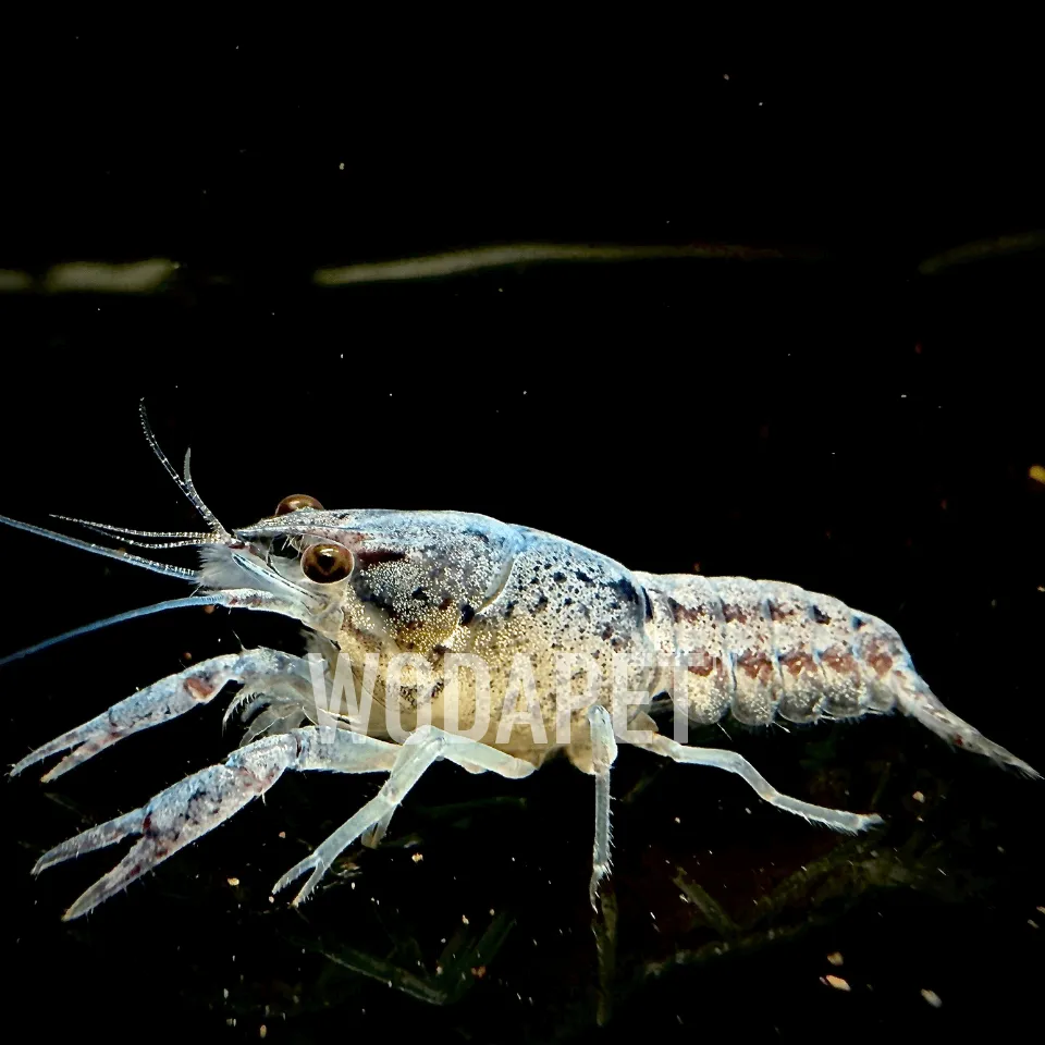 2025 藍螯蝦 觀賞水族 - WODAPET ™︎|日向沃泰-專業觀賞水族銷售