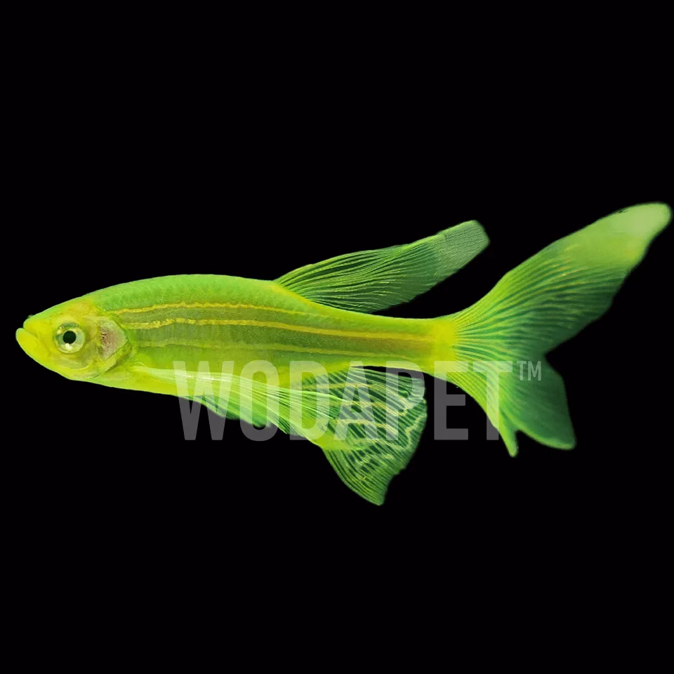 大帆彩色斑馬魚