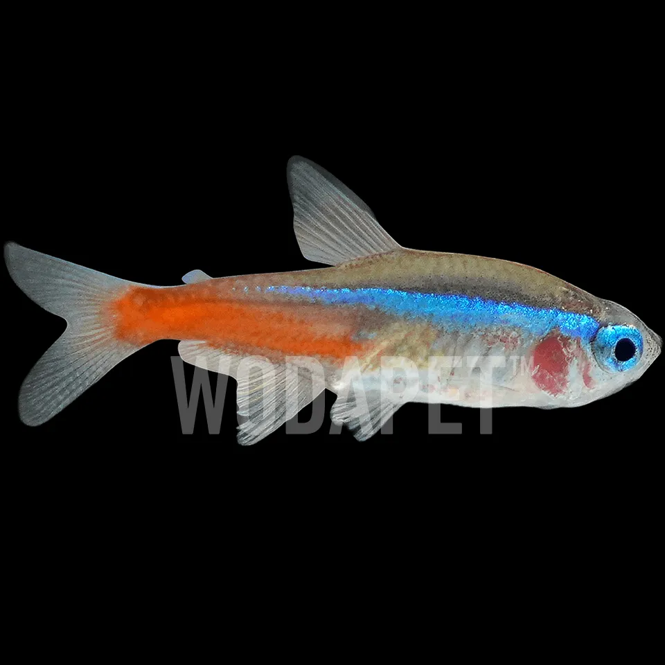 107_ARN000001_日光燈_DSC04759_1x1 日光燈