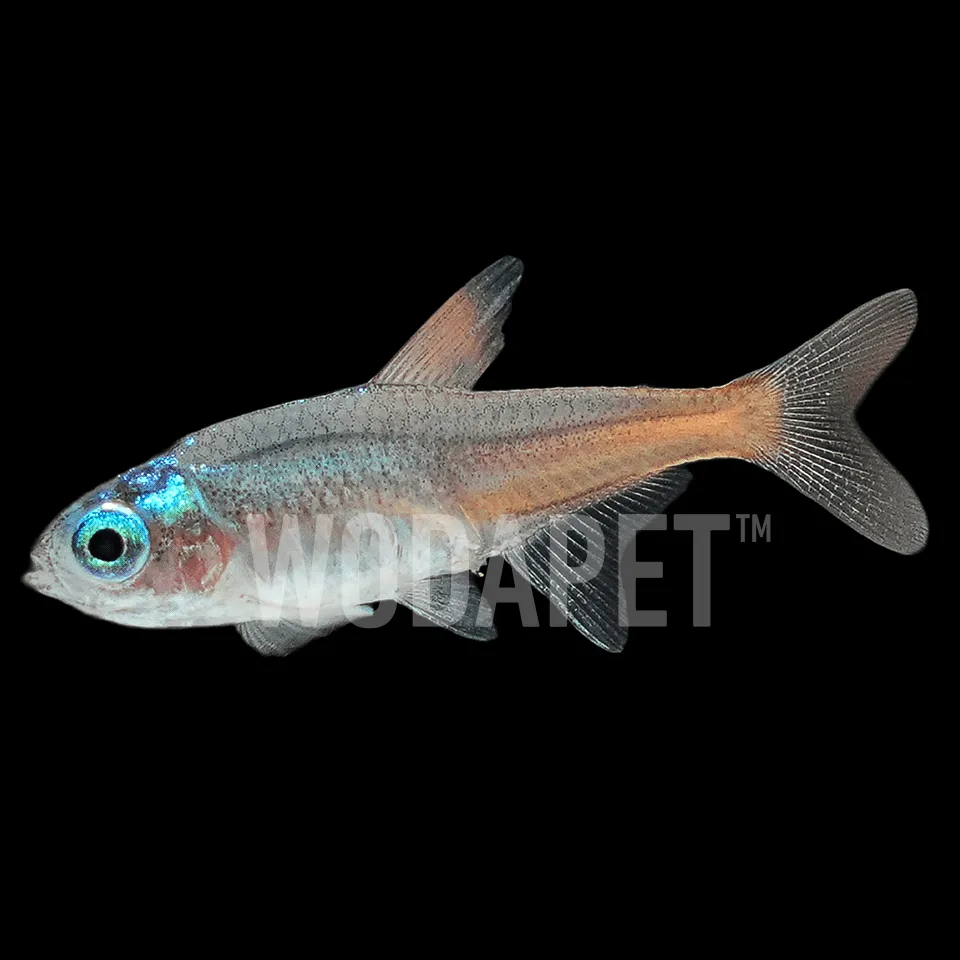 114_ARN000008_鑽石日光燈_DSC04877_1x1 鑽石日光燈