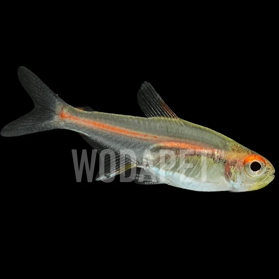 115_ARN000009_紅燈管_DSC06034_1x1 紅燈管