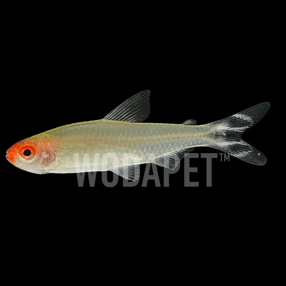 118_ARN000012_紅鼻剪刀_DSC05938_1x1 紅鼻剪刀