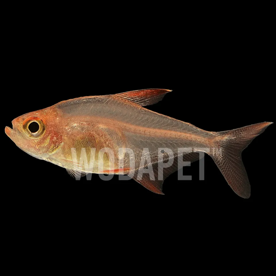 123_ARN000017_紅衣夢幻旗_DSC06863_1x1 紅尾夢幻旗