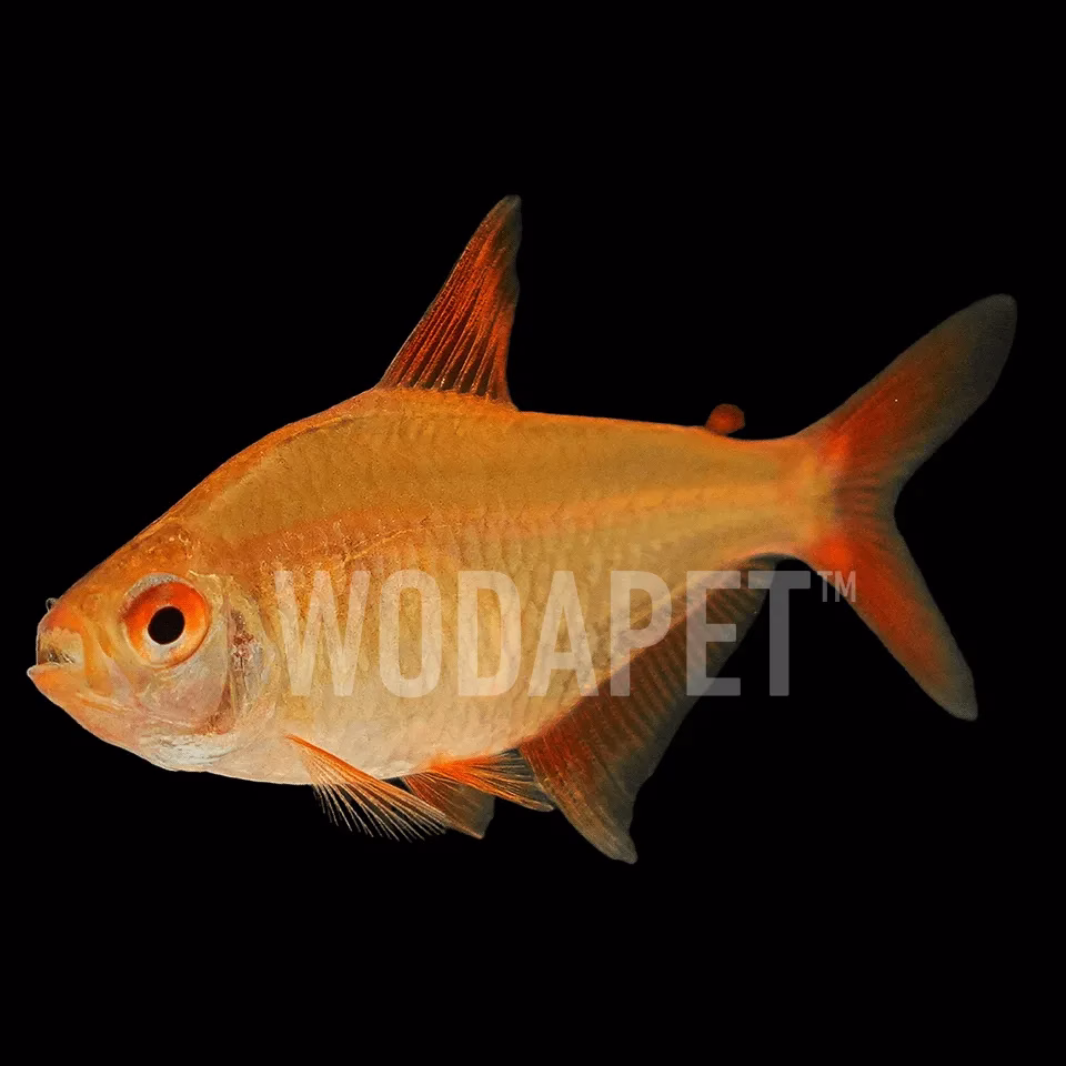 甜心檸檬燈(人工)