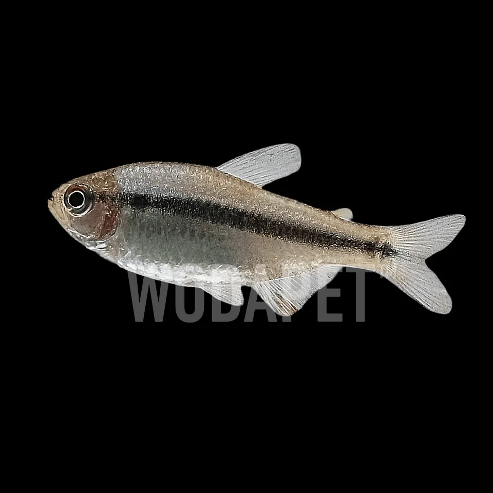 超級彩虹藍帝燈(人工)