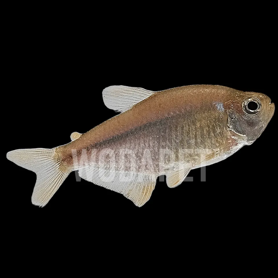 杏月可卡燈(人工)