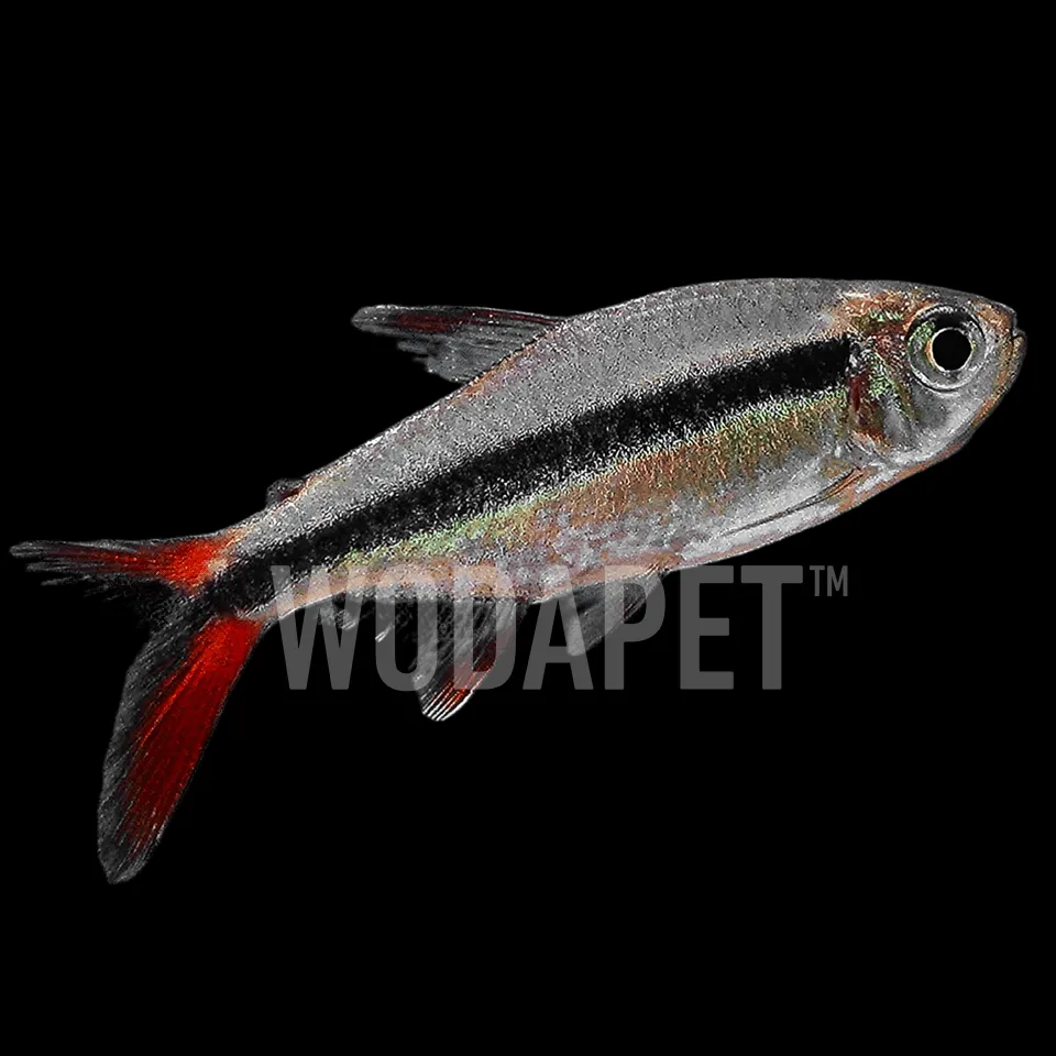 赤焰綠翡翠(人工)