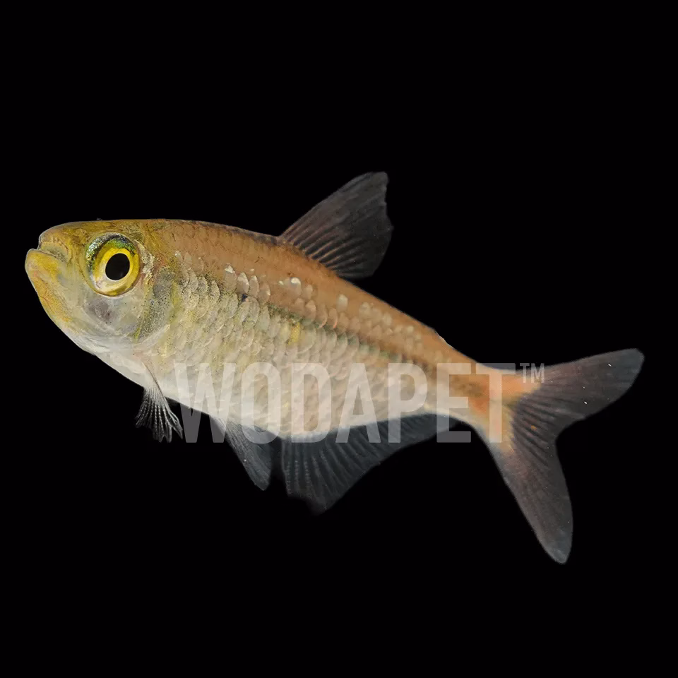 紅唇可卡(人工)