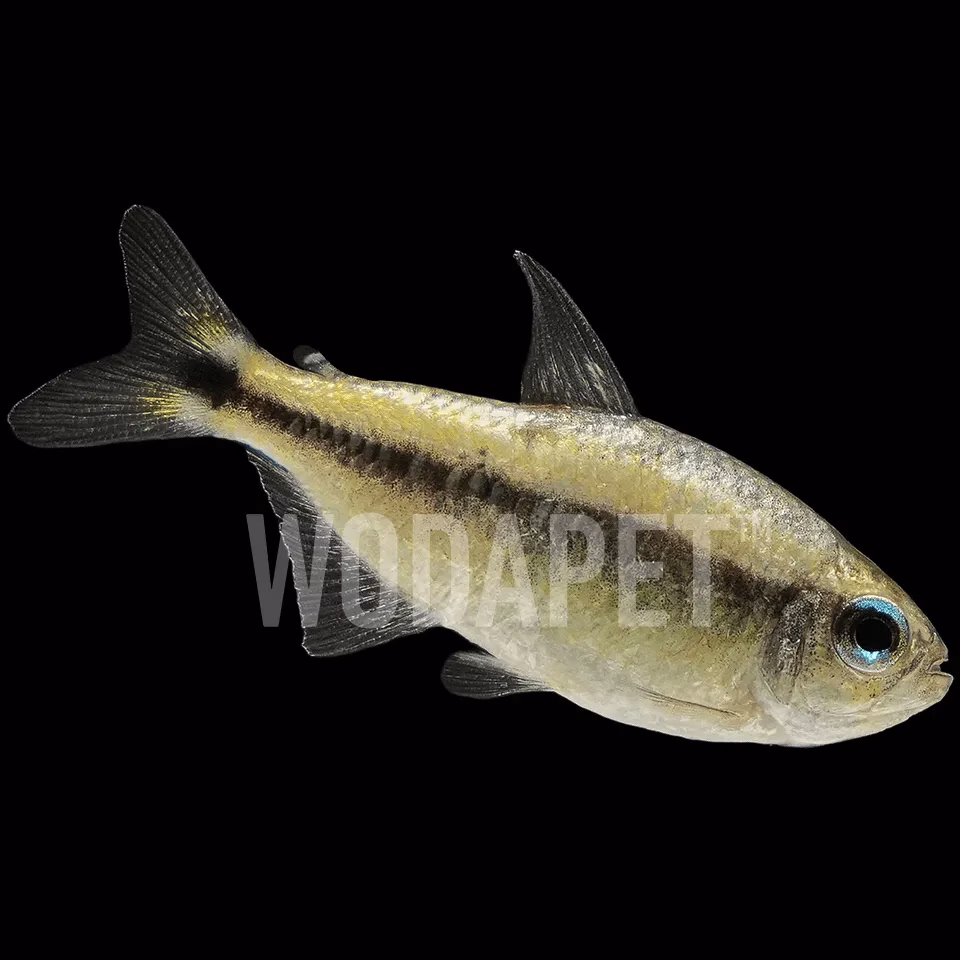 白金藍肩魔鬼燈