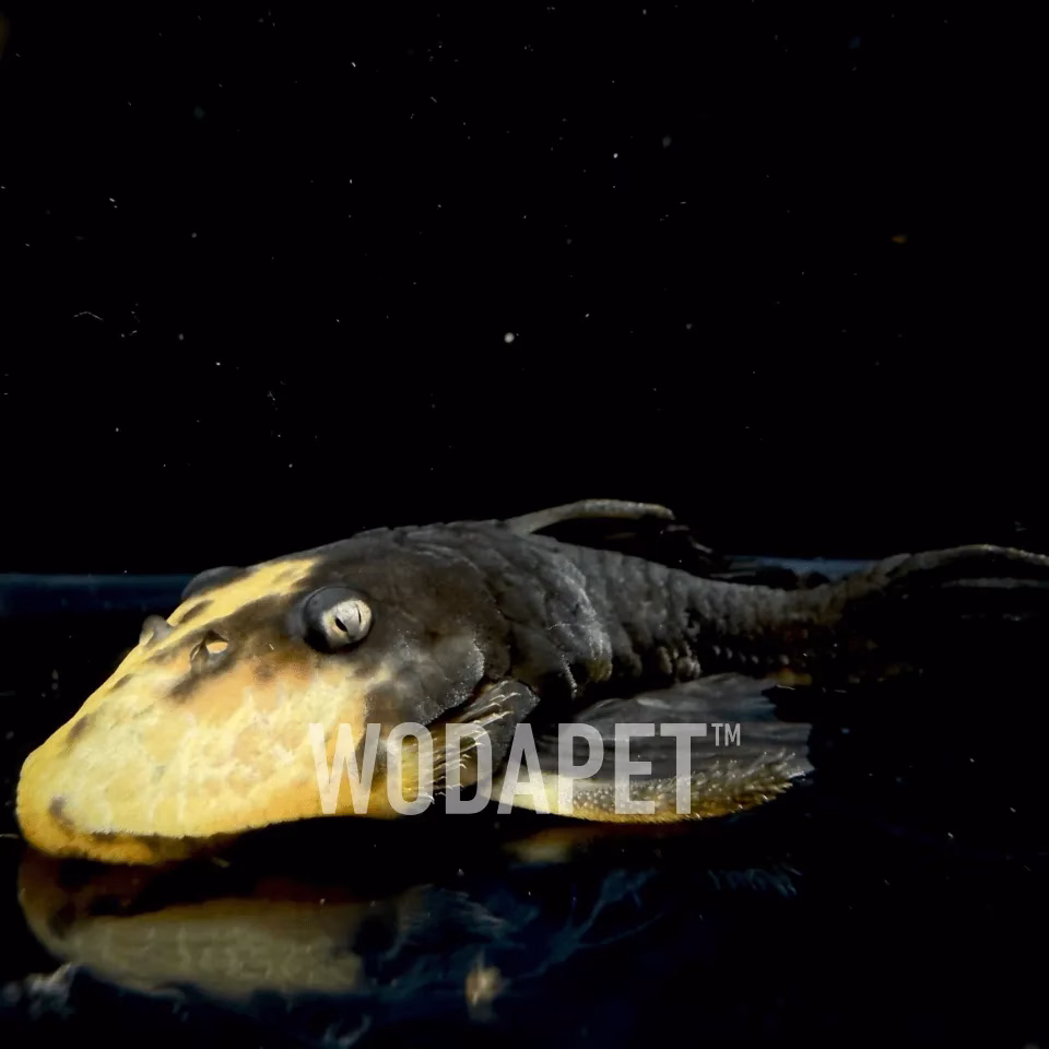 黃金達摩-L056(半黃)