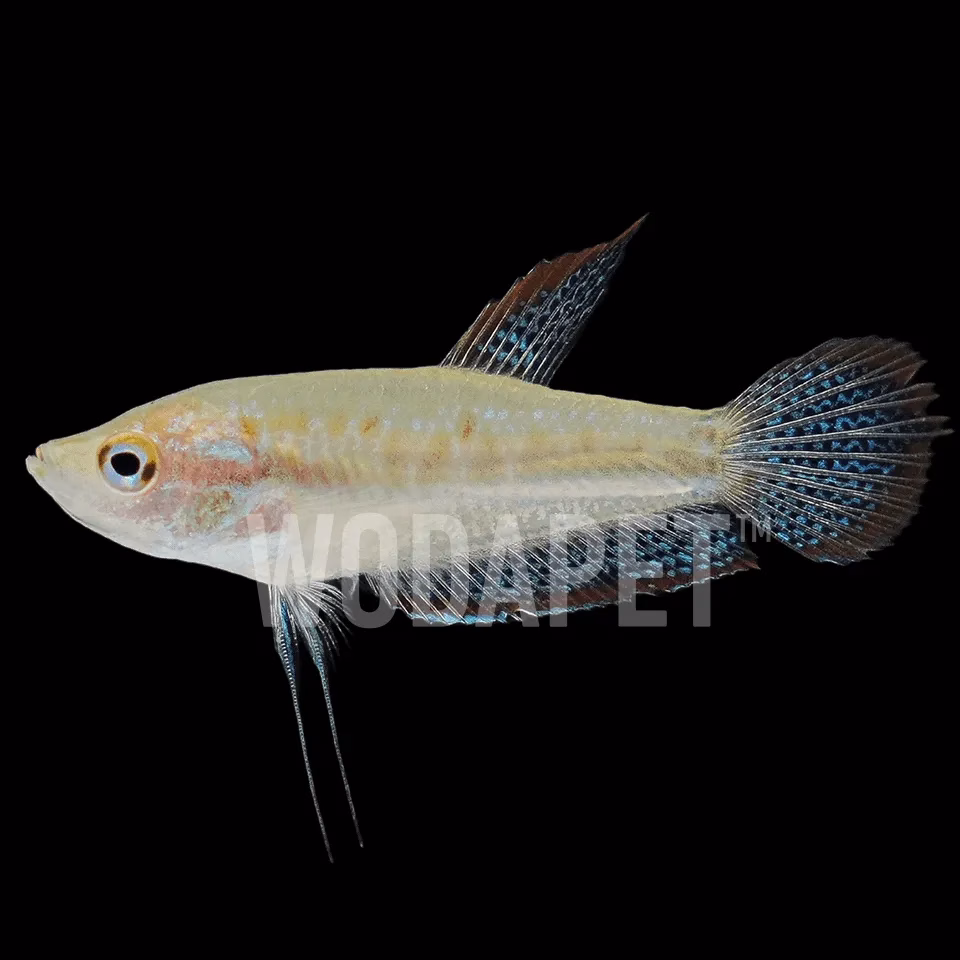 叩叩魚 (珍珠麗麗)