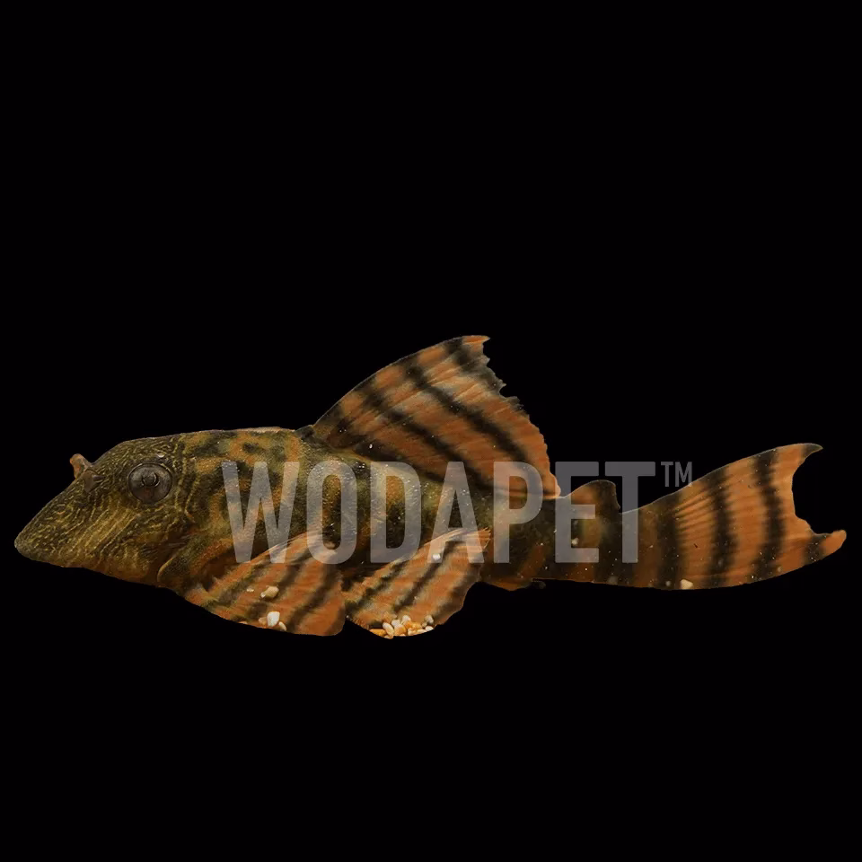 阿蓮卡紅老虎 L397