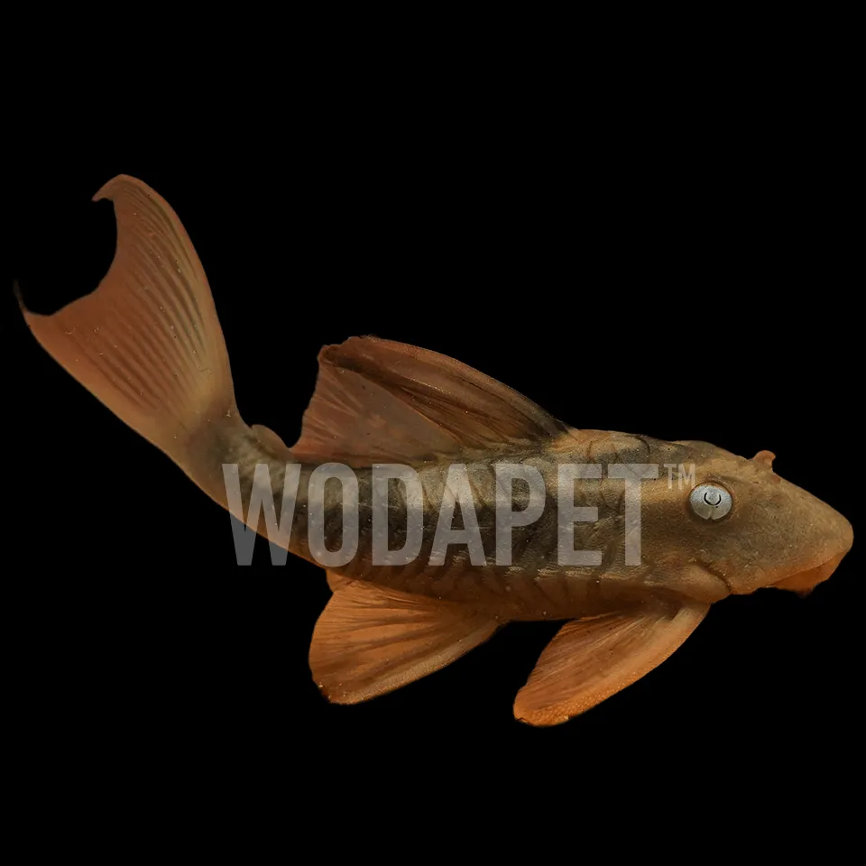 藍眼紫羅蘭 L137