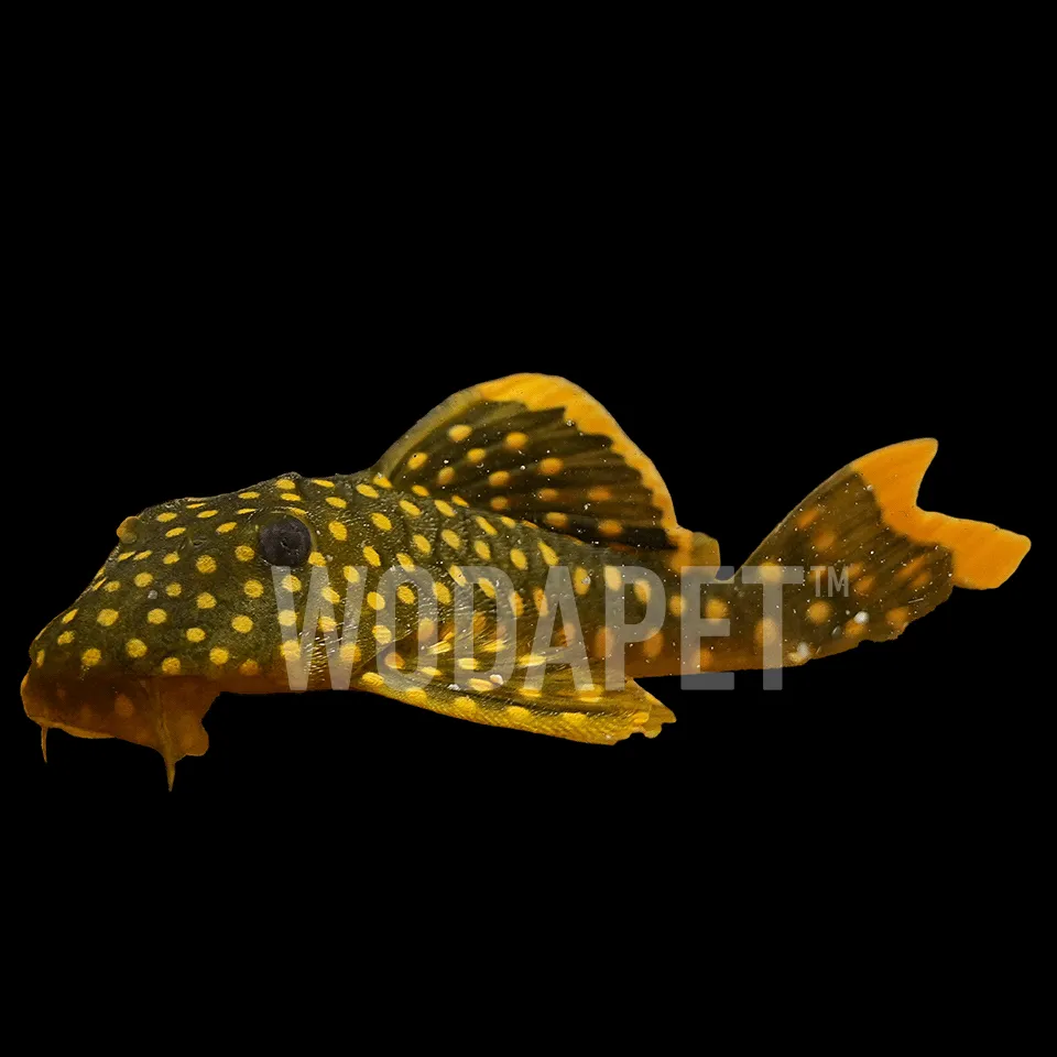 319_APL000177_皇后黃珍珠 L177_DSC02561_1x1 皇后黃珍珠 L177