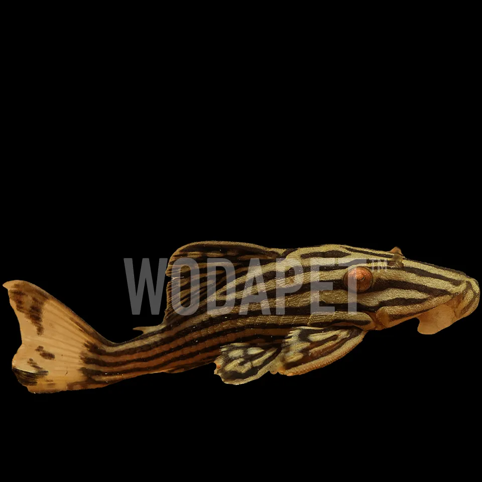 申古白金皇冠豹 L27B