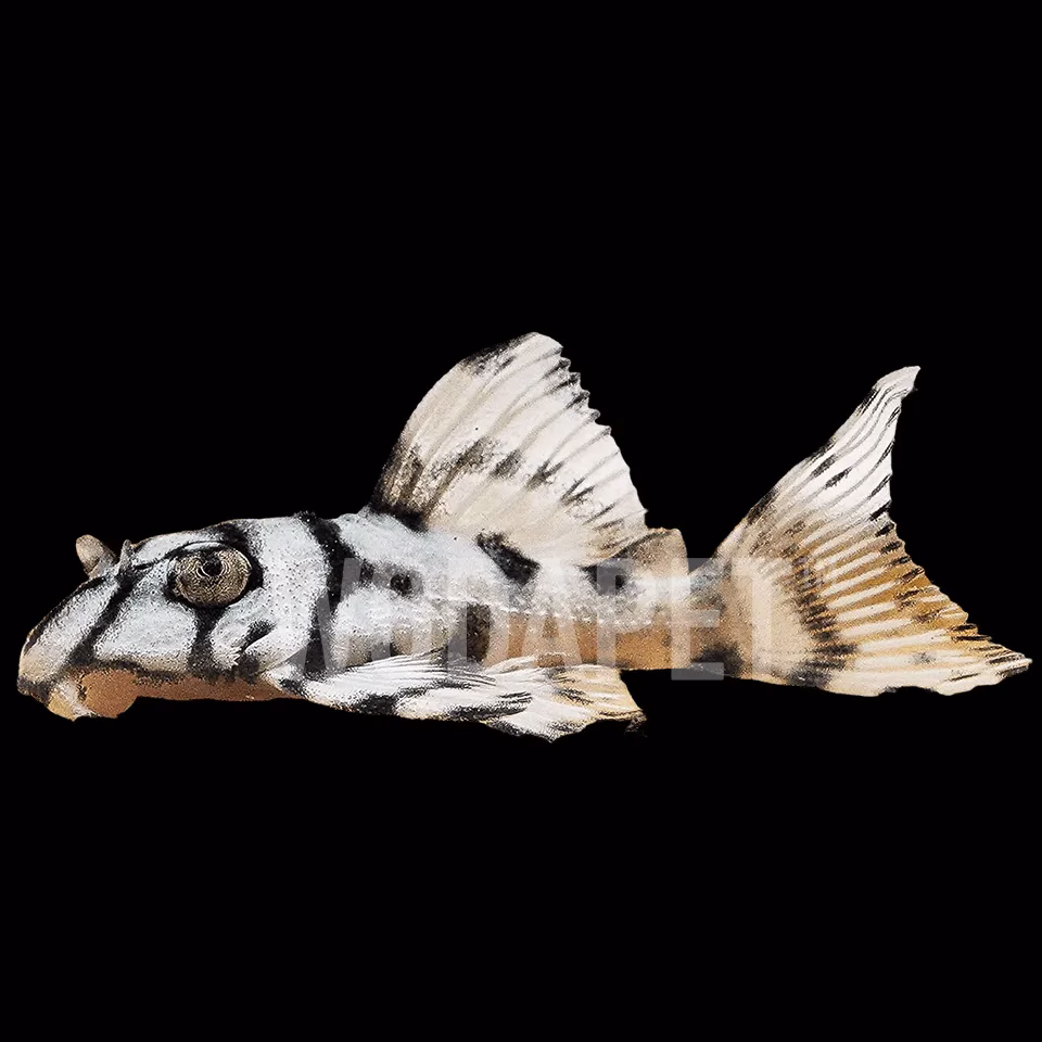 皇后虎斑L236（S級）