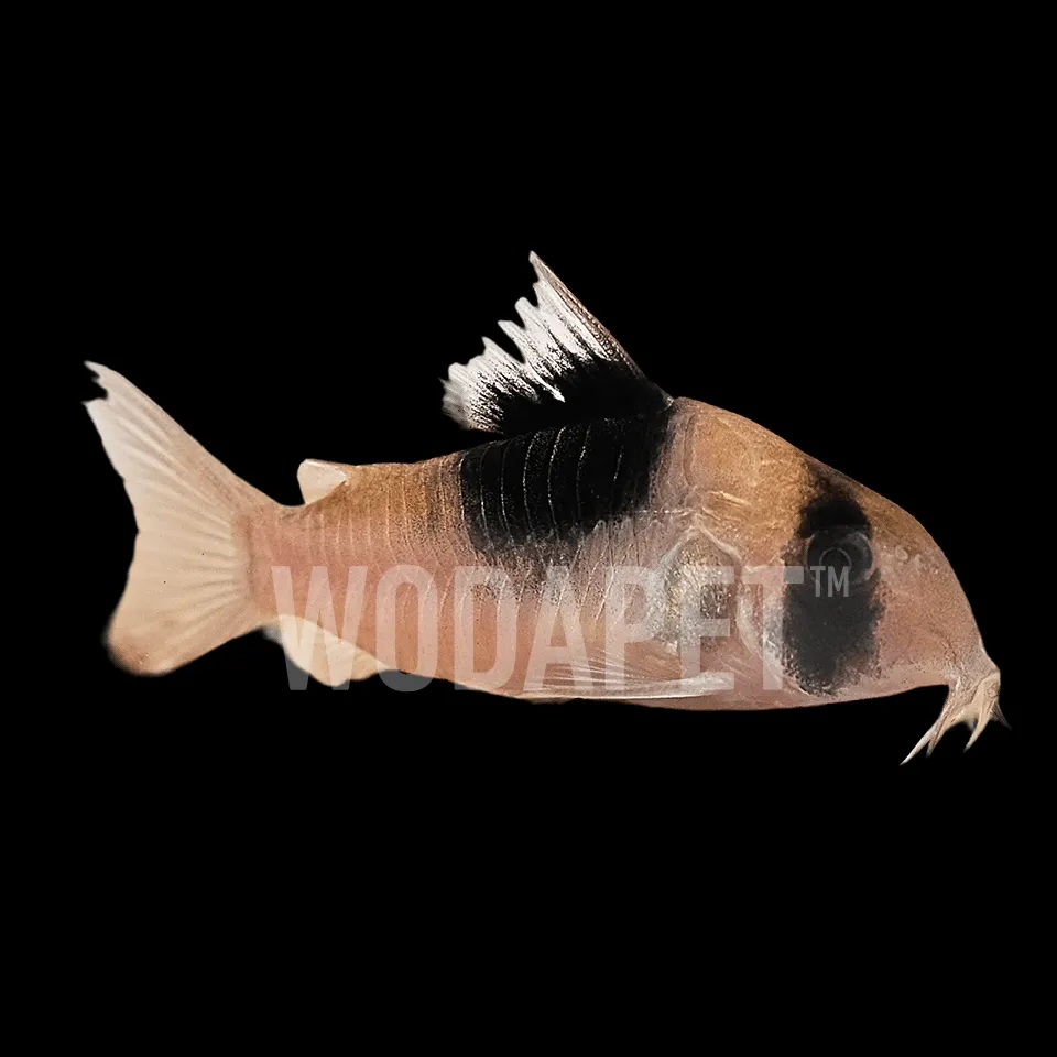 403_ACT000027_超級雙色鼠_ADC0226_1x1 超級雙色鼠