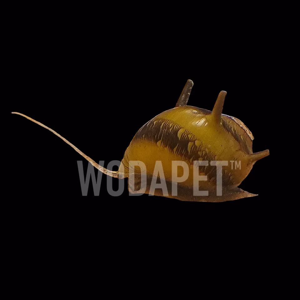 蜜蜂角螺｜淡水缸觀賞蝸牛與除藻小幫手