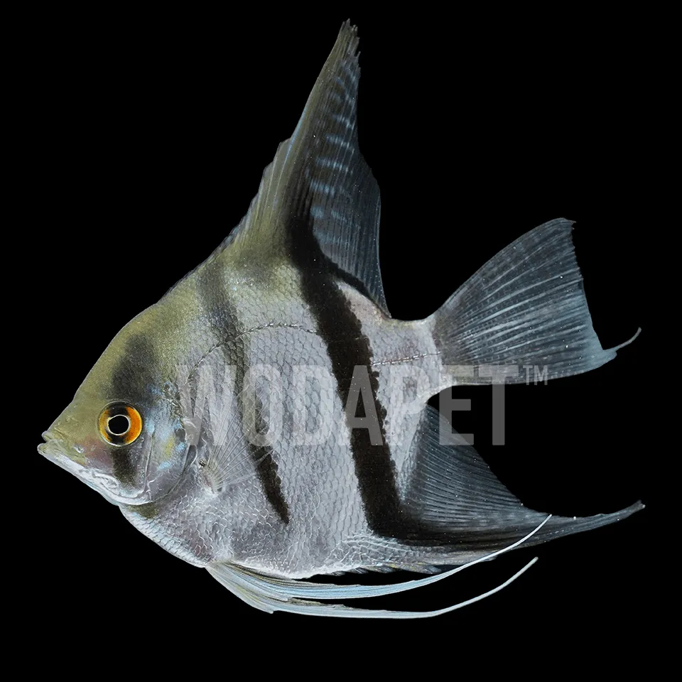 488_ACA000009_斯卡神仙_DSC04900_1x1 斯卡神仙