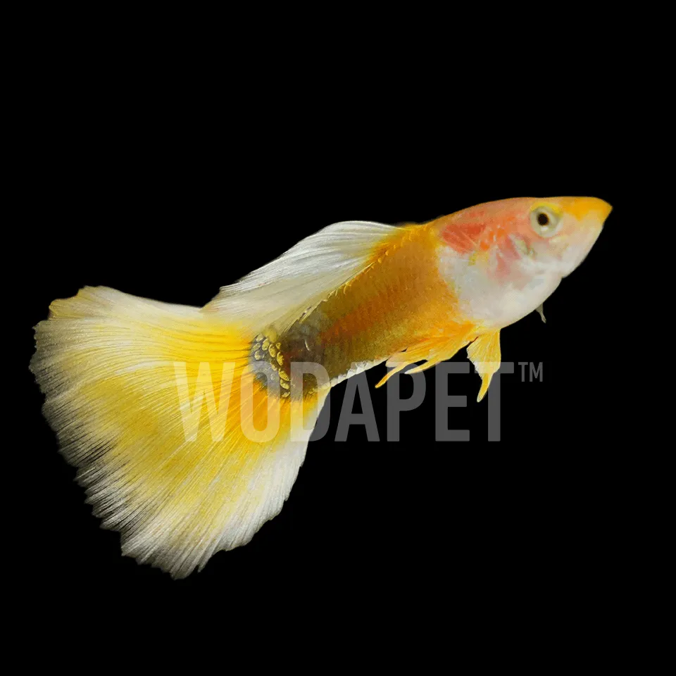 49_AGM000006_黃化禮服孔雀(公)_DSC02078_1x1 黃化禮服孔雀