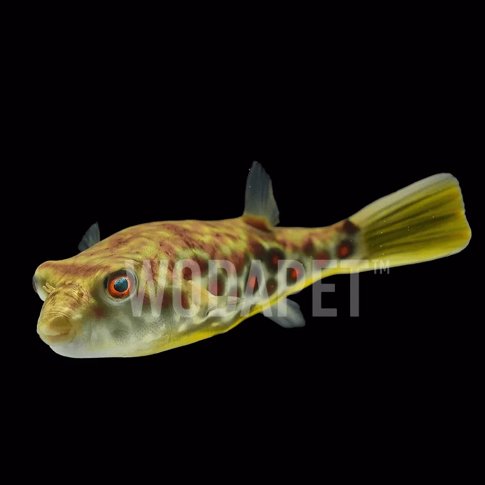 紅圓點狗頭(人工)