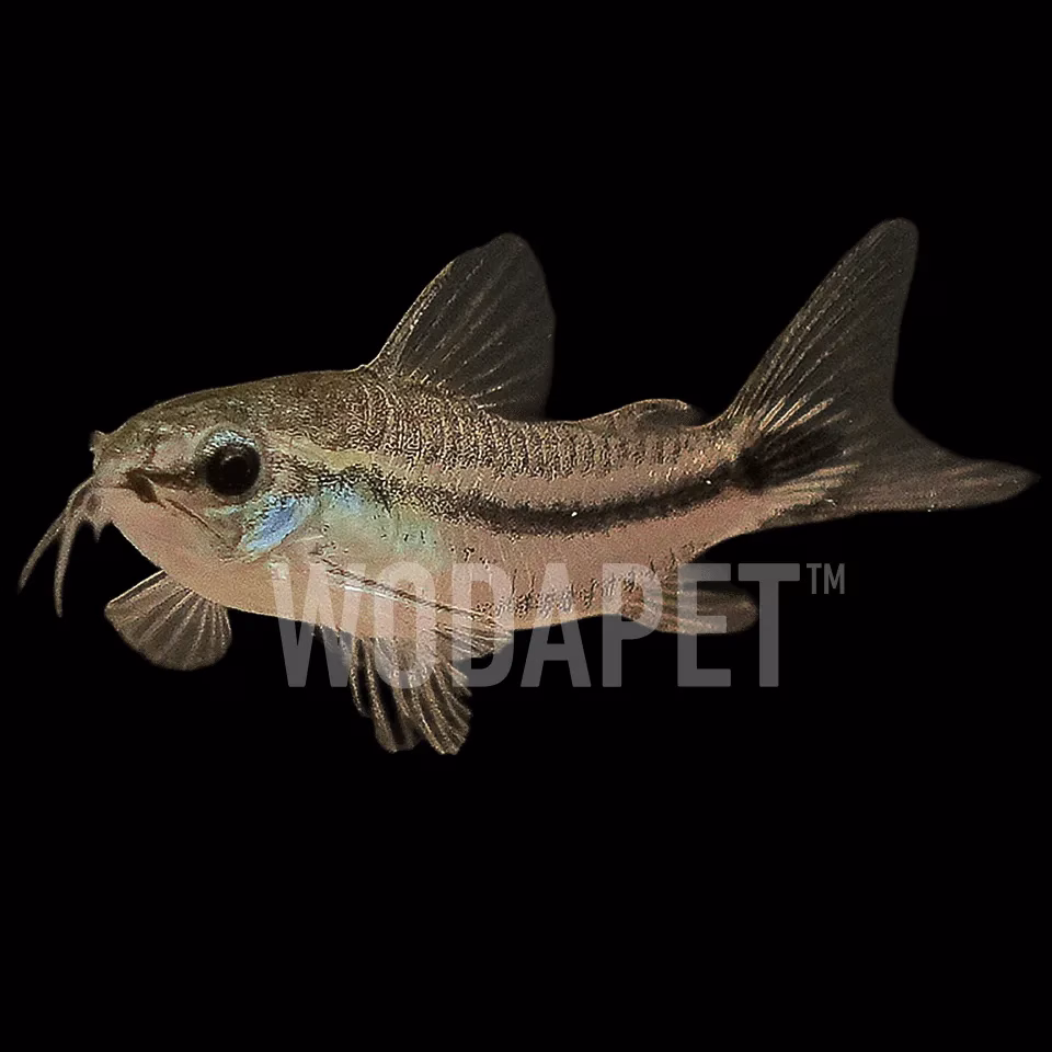 ACT000015_精靈鼠_DSC01088_1x1