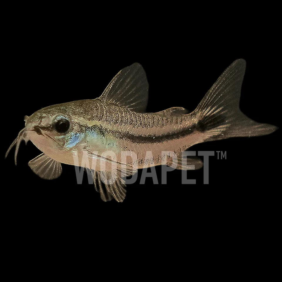 ACT000015_精靈鼠_DSC01088_1x1