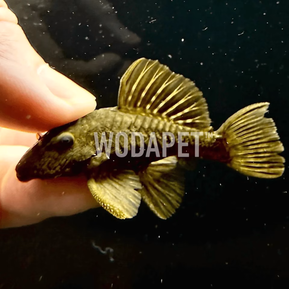 黑金剛達摩 L056