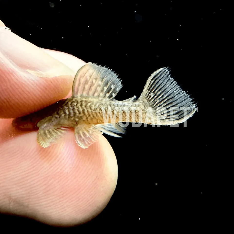 24K黃金達摩-L056Y