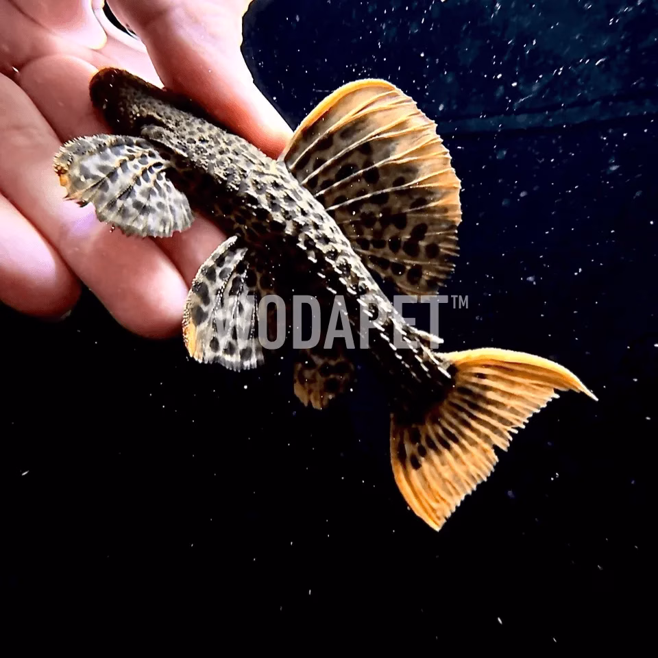 帝王血鑽 L600(Takutu river)