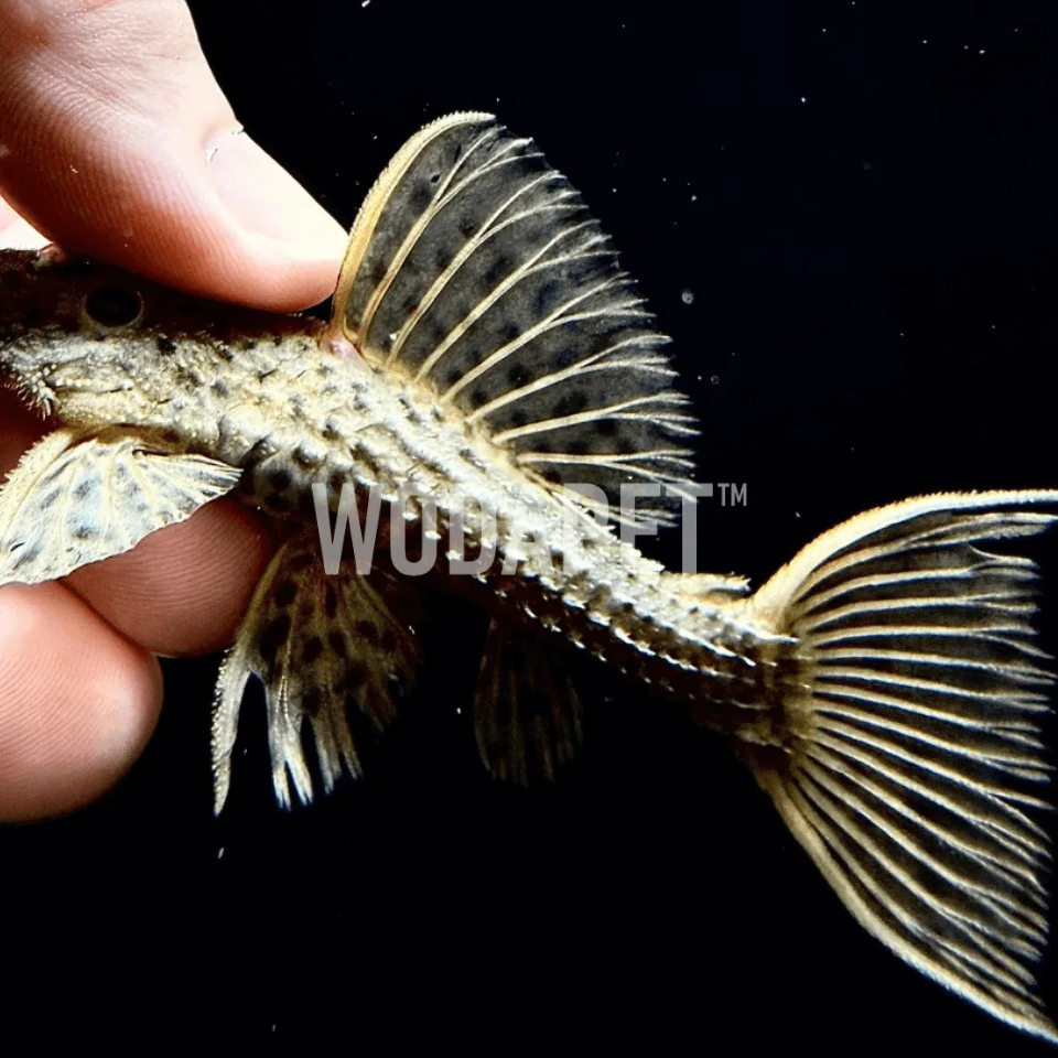 L96 橘邊坦克L096