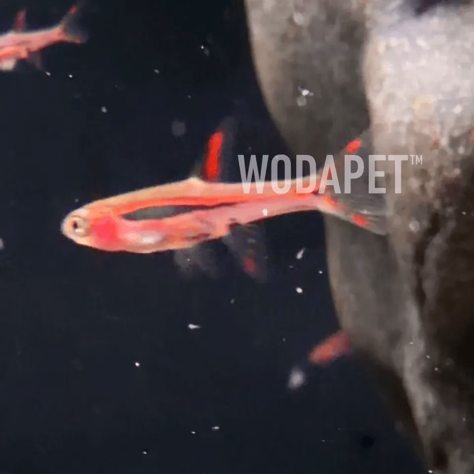 一線小丑燈 一線小丑燈