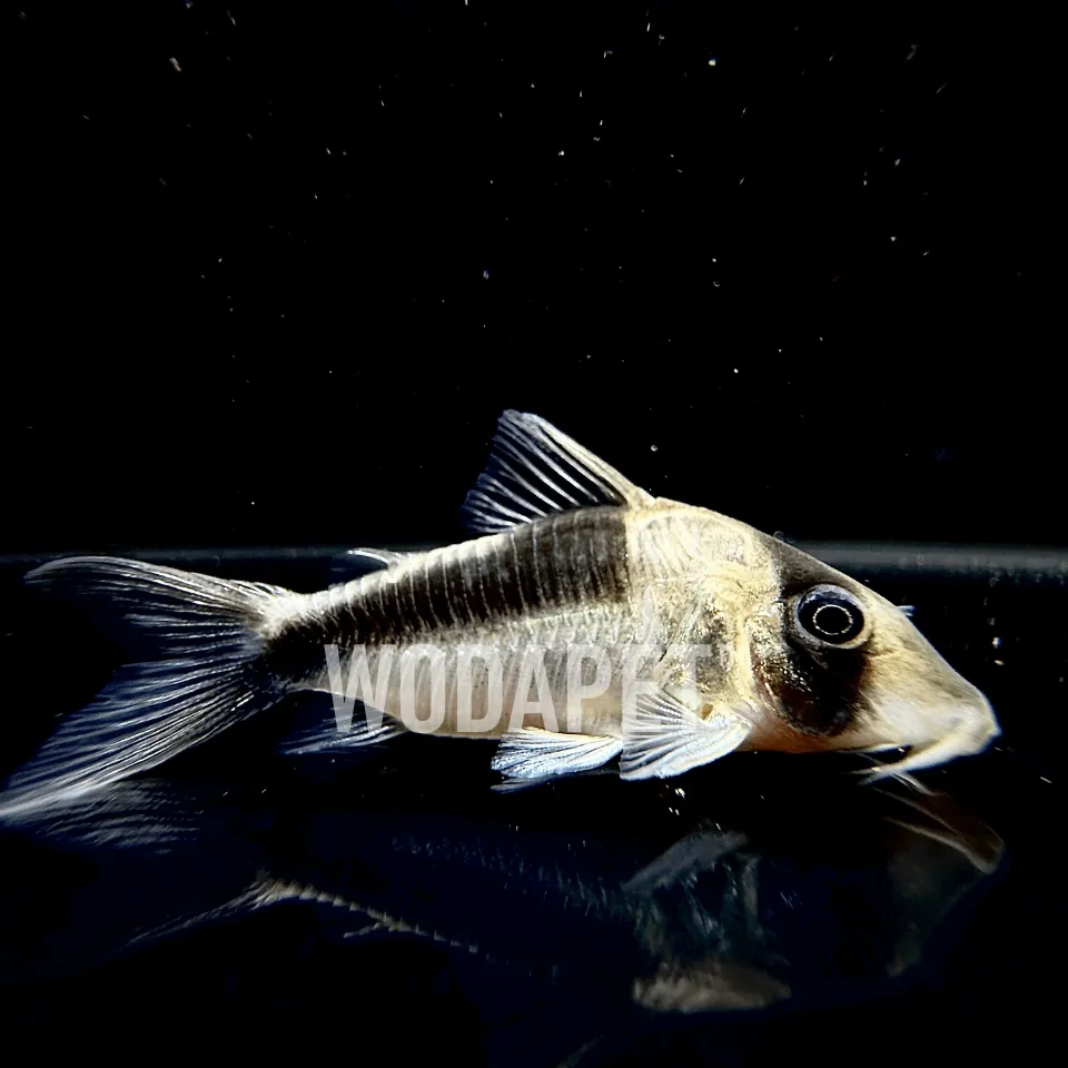 企鵝大衛鼠 尖吻企鵝大衛鼠