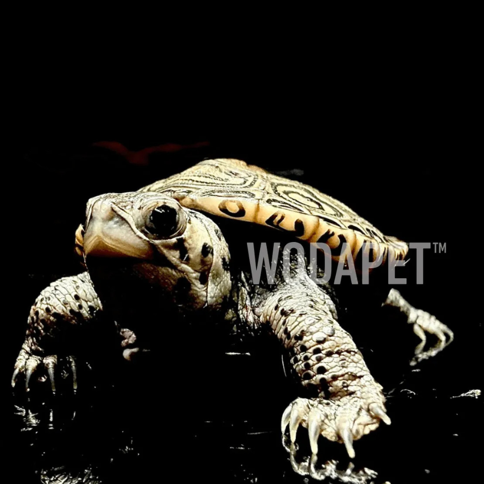 大花鑽紋龜 大花鑽紋龜