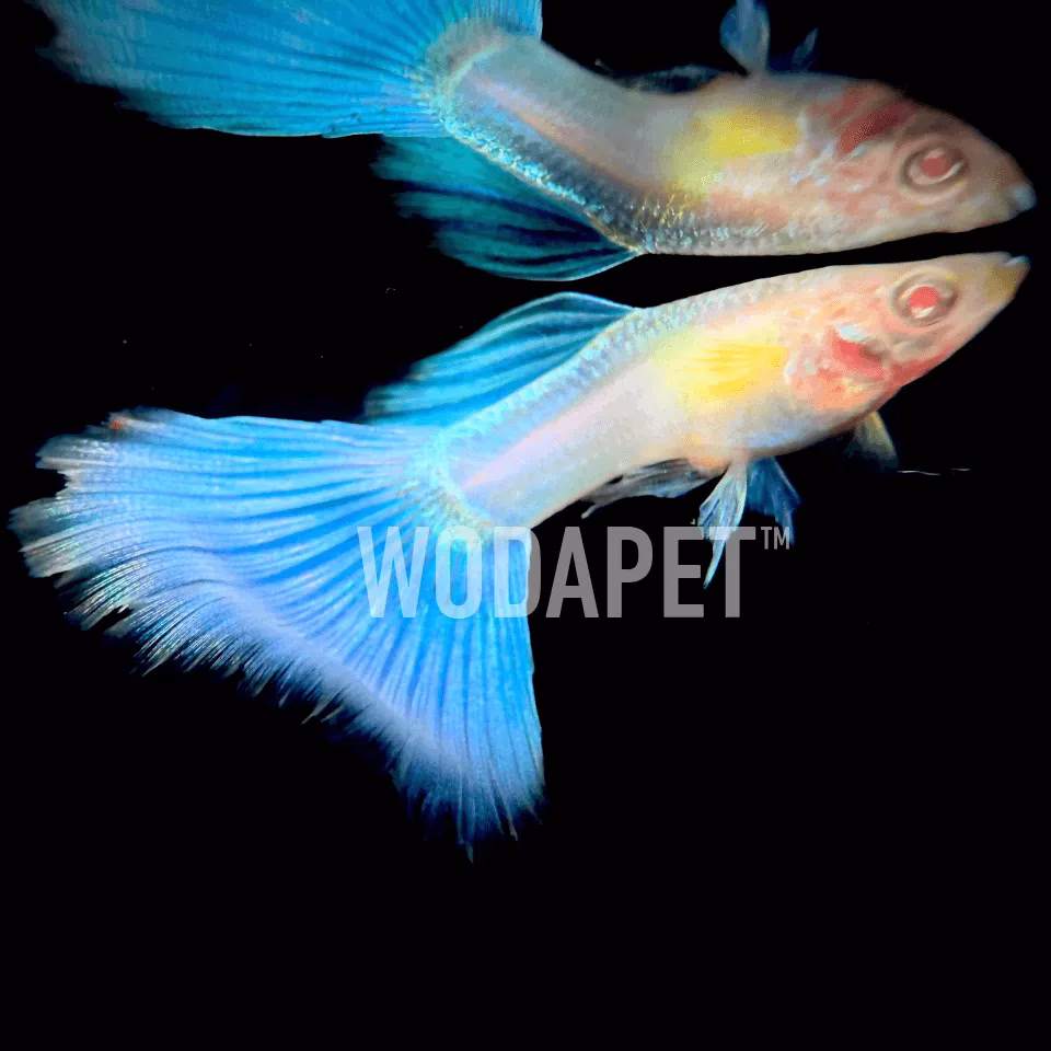 天空藍尾禮服白子(對魚)