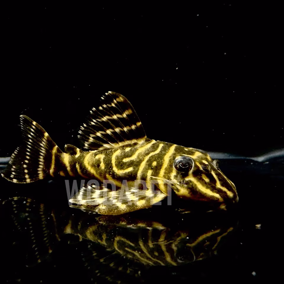 巧克力斑馬 L340