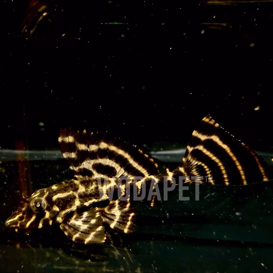 皇冠枇杷(野生)