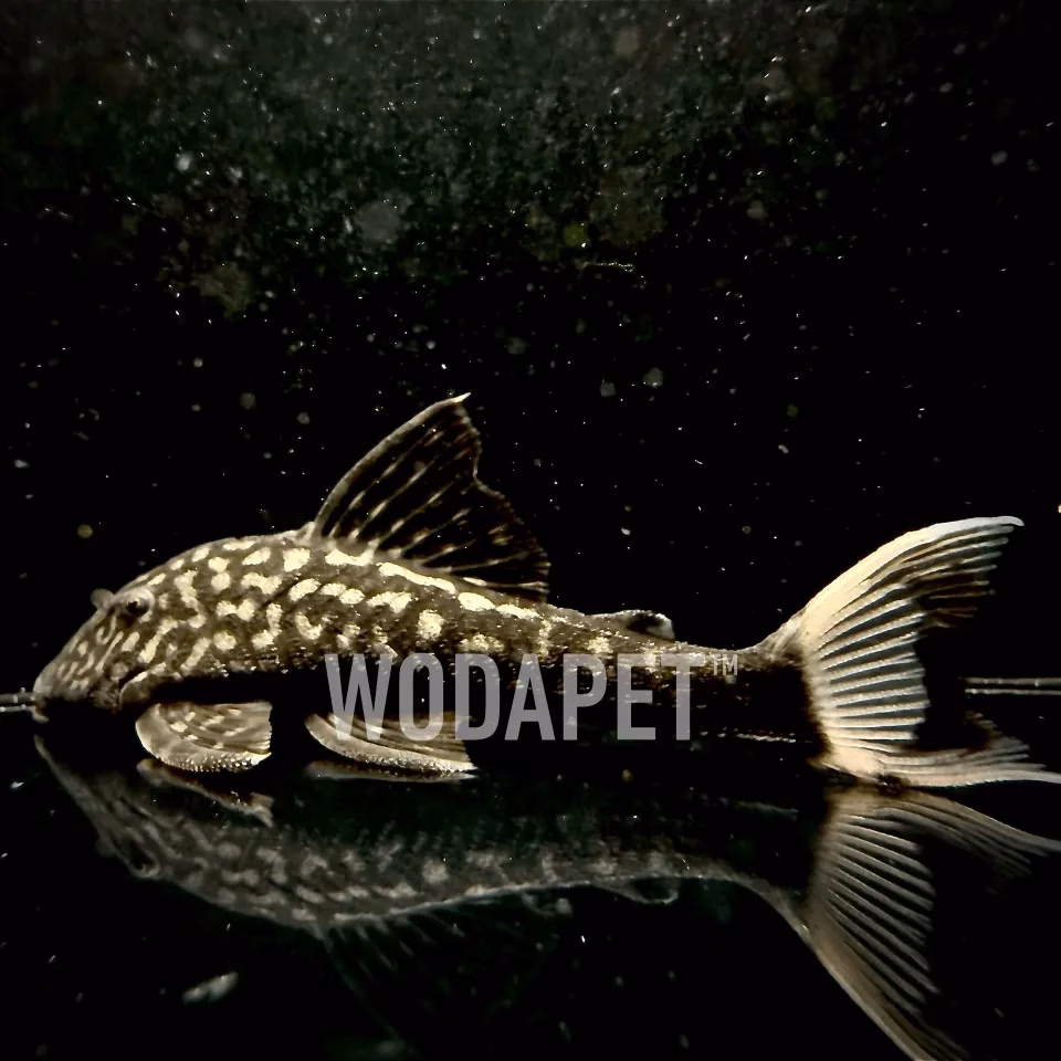 帝王白劍尾 L090