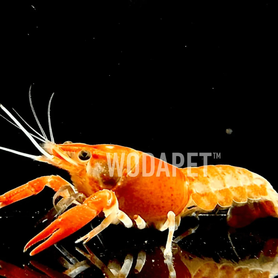 橘幽靈螯蝦