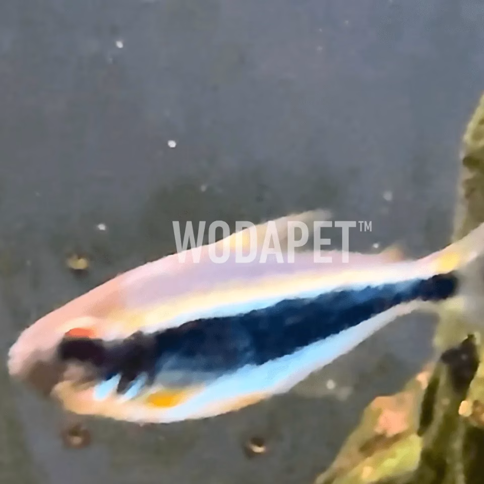 水靈燈