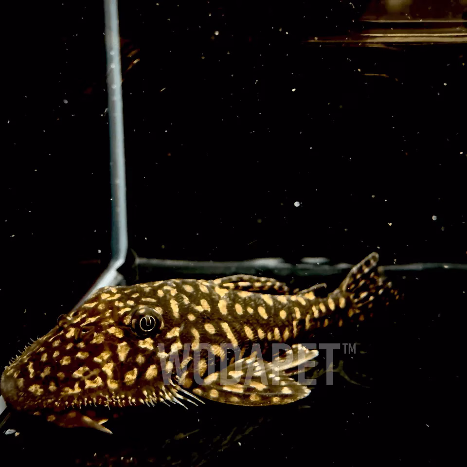 潘朵拉鬍渣怪客 L238