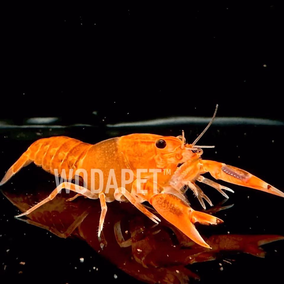 火山破壞者螯蝦