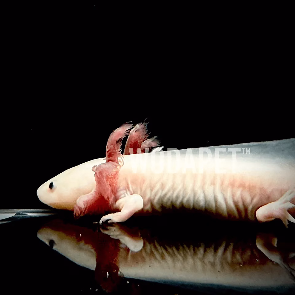 六角恐龍(白化)