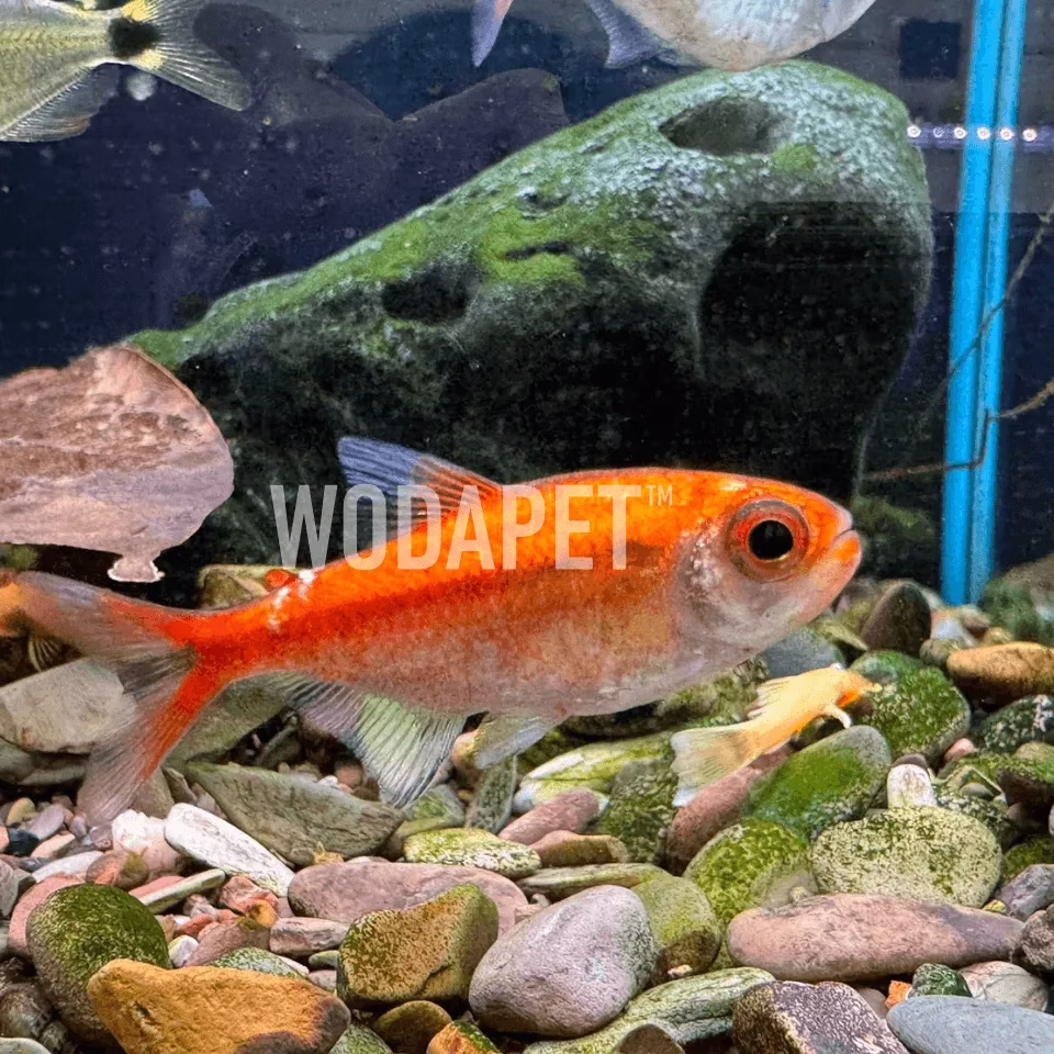 白金紅月可卡燈