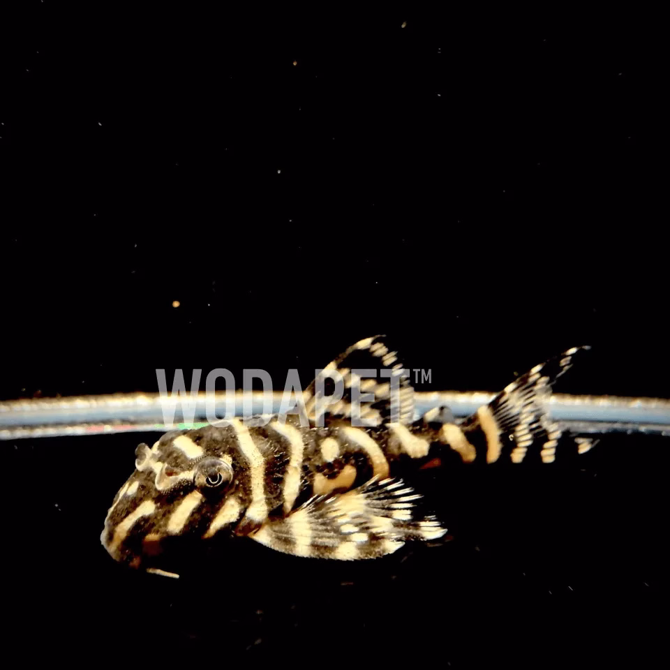 A級-皇后虎斑 L236