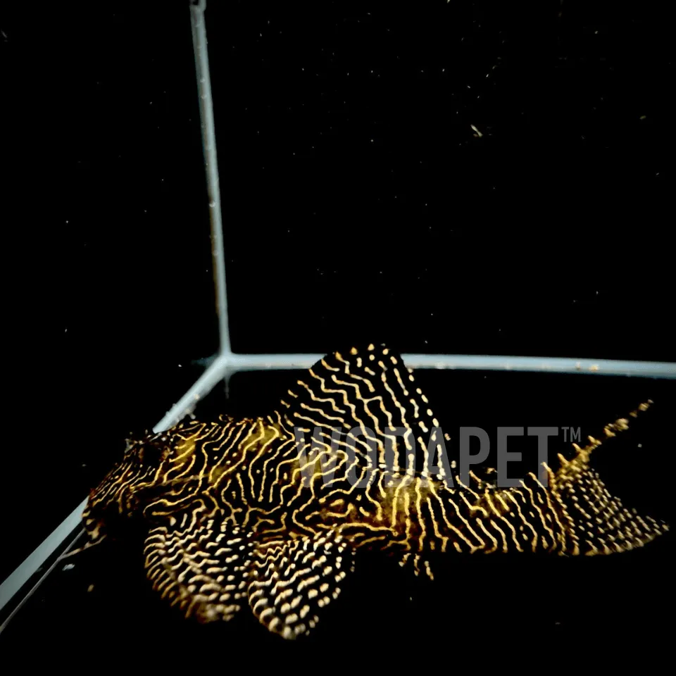 皇后迷宮 皇后迷宮 L260