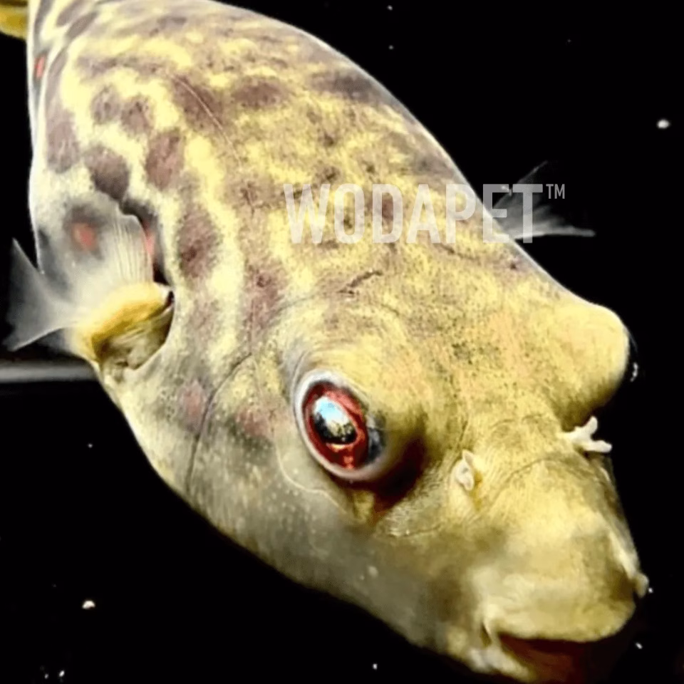 紅圓點狗頭(人工)