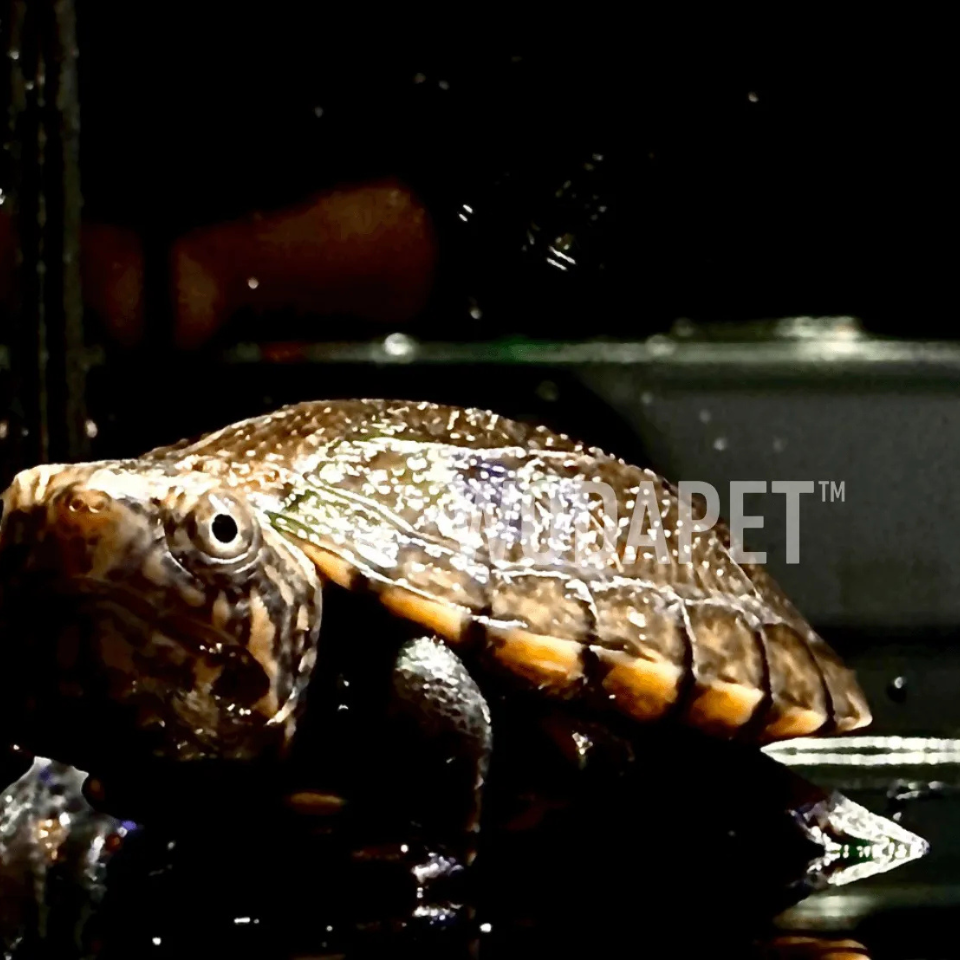 紅臉蛋 紅臉蛋龜