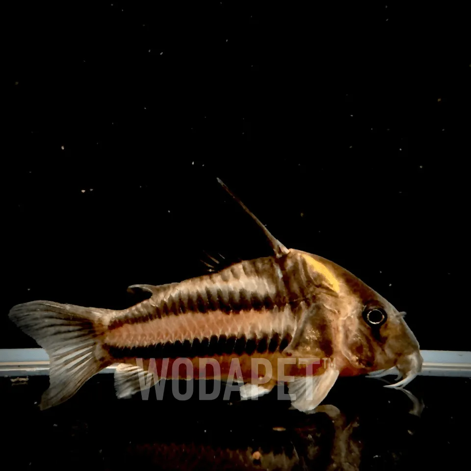 超級二線鼠 超級二線鼠