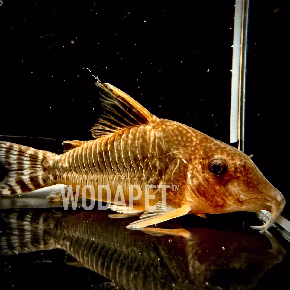 長吻金翅帝王鼠